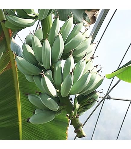 Amazon.co.jp: モンスター苗2mドワーフナムワ マッサン食味AA優秀種