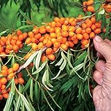 シーベリー（沙棘・サジー）：雌雄セット3号ポット[オス木とメス木の受粉セット苗木] ノーブランド品