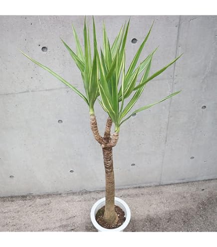 Amazon｜幹立ちユッカ アロイフォリア メディオピクタ 中斑｜観葉植物