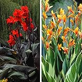 国華園　春植え球根 カンナセット 2種4球(各2球)【※発送が国華園からの場合のみ正規品です】