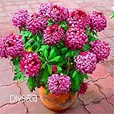 熱い販売！10 PCS多く菊種、レアフラワー種子庭鉢植え、ソフトカバー盆栽バルコニールーム、＃のNBZL1J