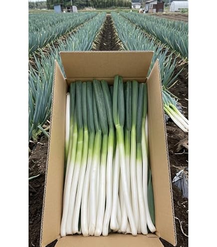 Amazon.co.jp: 【鳥取県産】 白ネギ 1束 送料別 : 食品・飲料・お酒