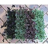 おためし4種12株セット：クローバーDセット[カラフルなクローバー！グランドカバーや鉢植えに] ノーブランド品