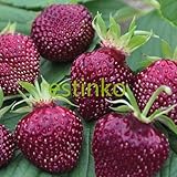 100pcs / lotのレアカラーパープルレッドイチゴ種子チェリーベリーフルーツ種子Deciliousフルーツホームガーデン鉢植えの種のイチゴ