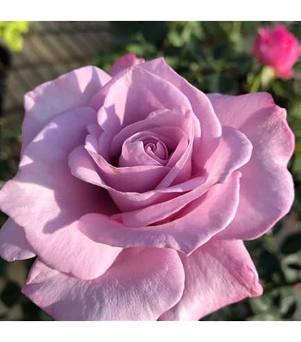 バラ苗　薔薇　さし木苗　イヴ系　切花品種　ネコポス バラ苗 薔薇 さし木苗 ER ネコポス - メルカリ