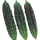 【メール便配送】　国華園　野菜たね　ゴーヤ　F1節成ゴーヤちゃん　1袋(10粒)【※発送が国華園からの場合のみ正規品です】