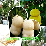 オリジナルパック中国丈夫朝鮮人参韓国人参種子の品質アメリカ人参、体力、ハーブの王-100個