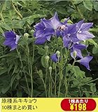 【山野草】原種キキョウ　10株まとめ買い
