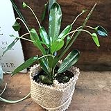 飛び葉 クロトン