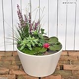 (ビオトープ/睡蓮)はじめての睡蓮セット(睡蓮赤+メダカ睡蓮鉢ベージュ+ヒメダカ+浮き草他) 1セット 説明書付 本州・四国限定[生体]