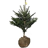 もみの木 ウラジロモミ 樹高70～80cm前後(根鉢含まず) 単品 常緑 植木 庭木 シンボルツリー クリスマスツリー