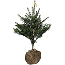 61k8x-QCXoL._AC_UL210_SR210,