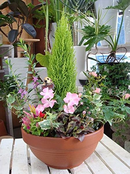 Amazon 季節のお花でおまかせ寄せ植え コニファー ゴールドクレスト シンプルテラコッタ陶器鉢 おまかせピック付き 鉢植え 観葉植物 オンライン通販