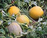 種子メロンGoprinka有機栽培されたロシアの家宝NON-GMO
