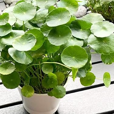 ［確認用］水生植物　苗 Amazon | Perfk 水槽用植物ホルダー フック付き 水槽の上に設置