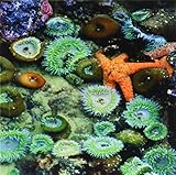 Danita Delimont – Marine Life – または、Nepture Sp。ヒトデ、Sea Anemone Marine Life – us38 rer0119 – Ric Erge