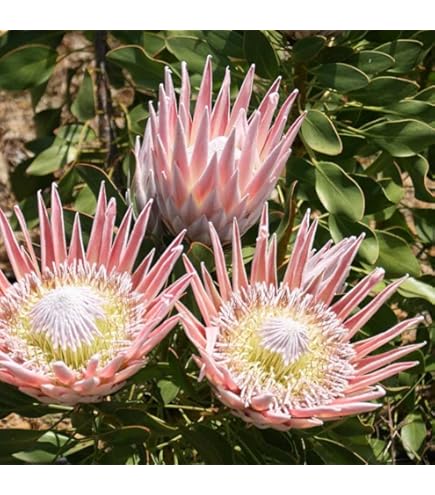 キングプロテア　①シナロイデス　オージープランツ　観葉植物 Amazon.co.jp: キングプロテア シナロイデス 9cmポット オージー