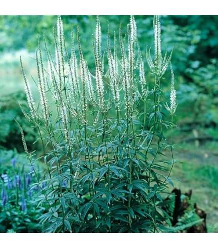 Amazon.co.jp: 宿根草 苗 アストランティア ローマ 10.5cmポット