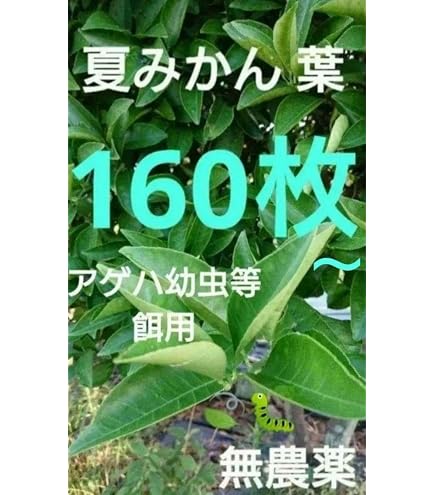 Amazon | 【屋久島産】アゲハ蝶 幼虫 餌 完全無農薬 みかんの葉っぱ 枝