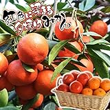 国華園　果樹苗　カンキツ　小原紅早生　1株【※発送が国華園からの場合のみ正規品です】