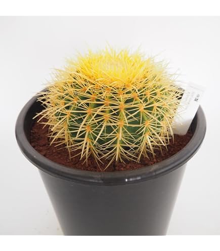 Amazon｜サボテン エキノカクタス 短刺金鯱 S｜観葉植物 オンライン通販
