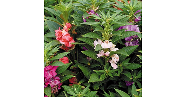 Amazon 国華園 種 花たね ホウセンカ混合 1袋 15粒 21年春商品 花