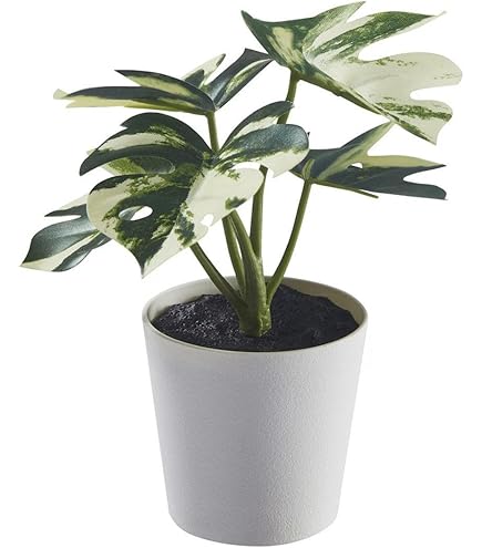 Amazon｜Francfranc フランフラン ポット付きアートグリーン