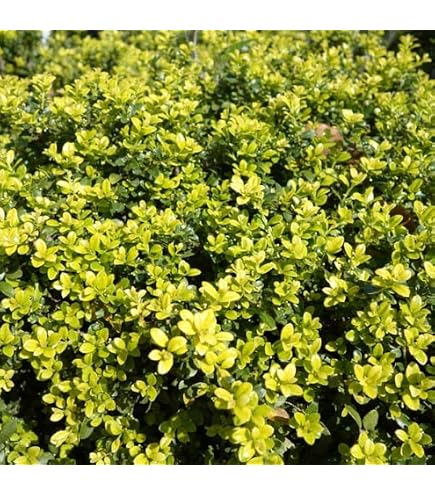 Amazon｜観葉植物 ツゲ キンメツゲ ハートトピアリー仕立て 8号鉢