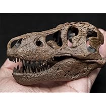 Amazon | ティラノサウルス・レックス T-レックス 頭骨 頭蓋骨 骨格