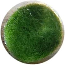 Amazon.co.jp: 100年生きる育成まりも(1.0cm×1) 水草 飼育 : ペット用品