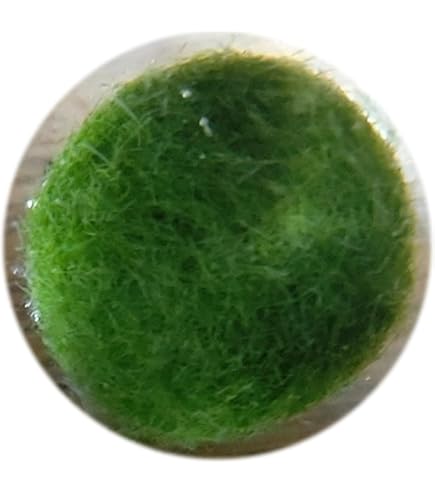 Amazon | 【西洋マリモ】 天然まりも3cm | AQUA Sub | 生体水草 通販