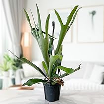 b特大　観葉植物　ビカクシダ　コウモリラン Amazon｜コウモリラン ビカクシダ 5号鉢 大きいサイズ 観葉植物