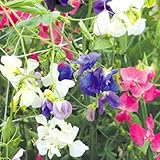 国華園　ケース花苗 切花向きスイートピーミックス(無選別) 24株（１ケース）【※発送が国華園からの場合のみ正規品です】