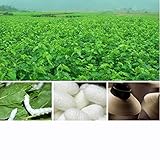 Dovewill 　子供　絹　アイパッチ　アイシェード　アイマスク　スムーズ　海賊　全5色　交換可能　調節可能　 - ライトパープル