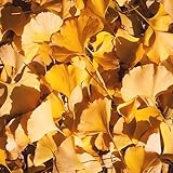 イチョウの苗木(オス)