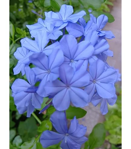 ルリマツリ4年苗 Amazon｜ルリマツリ4年苗｜観葉植物 オンライン通販