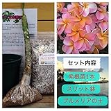【希少なハイブリッド種】プルメリアのベアルート発根苗 ‘like it'（新品種・数量限定） 栽培セット【スリット鉢・プルメリア専用培養土・栽培説明書つき】