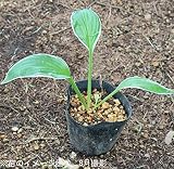 山野草:斑入りギボウシ 10.5cmポット苗【紫桜館山の花屋】