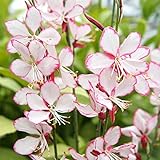 ガウラ(大輪ピコティ咲)：ブリージスサウンド3.5号ポット 2株セット ノーブランド品