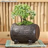(観葉)観葉盆栽 益子焼鉢植え 品種おまかせ(炭化 ドラム型 小)(1鉢) 本州・四国限定[生体]