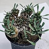 多肉植物：ユーフォルビア 峨眉山（がびざん）*Ｍ