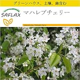SAFLAX - 鉢植えセット - マハレブチェリー - 30 個の種。- ミニプラスチックグリーンハウス、鉢植え用土壌、鉢×2個を含みます - Prunus mahaleb