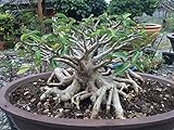 【多肉植物/種子】Adenium Socotranum + Arabicum交配種★アデニウム・タイ ソコトラナム◆種子５粒♪ 塊根植物 [並行輸入品]