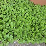 [タネ]ダイカンドラ （ダイコンドラ）：緑葉1kg