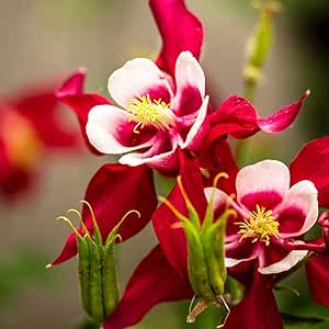 100本のオダマキの種赤と白のダブルフラワー香りのよい花多年生の家宝コロンバインの花中庭のテラス植栽初心者の庭師の家族の園芸に適しています 花 Amazon