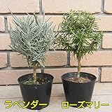 なんちゃってハーブトピアリー 使い方はあなた次第！ 【ラベンダー＆ローズマリー各1個】 時間を掛けて剪定・分枝させて作りました 2個セットがお買い得