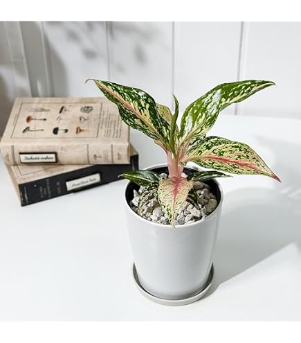 アグラオネマ ピクタム トリカラー 【観葉植物 3号／1個売り