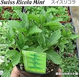 スイスリコラ ミント 苗 ハーブ Swiss Ricola Mint 9cmポット