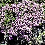 【メール便配送】国華園　花たね　多年草　クリーピングタイム　1袋(100mg)【※発送が国華園からの場合のみ正規品です】