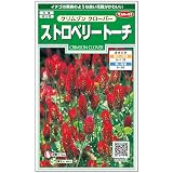 サカタのタネ 実咲花6480 ストロベリー トーチ クリムゾンクローバー
